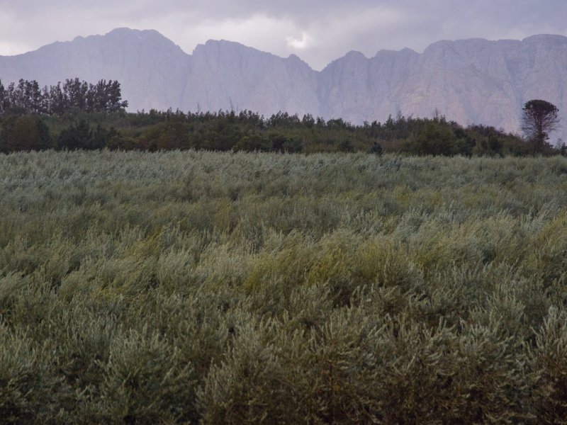 Terreno agrícola